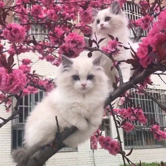 Пришла весна, на деревьях появились первые котики
