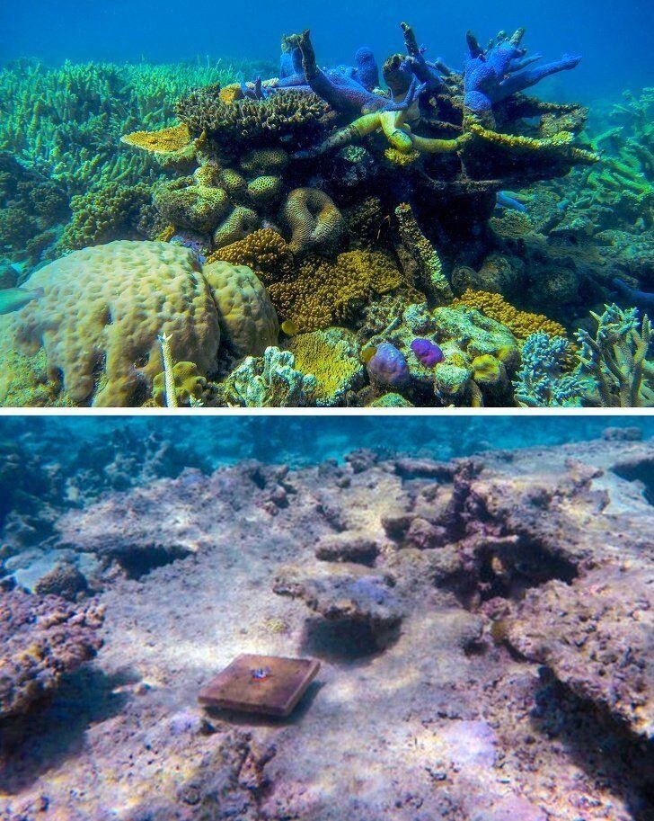 Изменение климата вызвало гибель 89% новых кораллов в Большом Барьерном Рифе