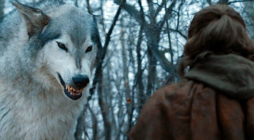 Ужасный волк: Древние огромные волки, какие они были?