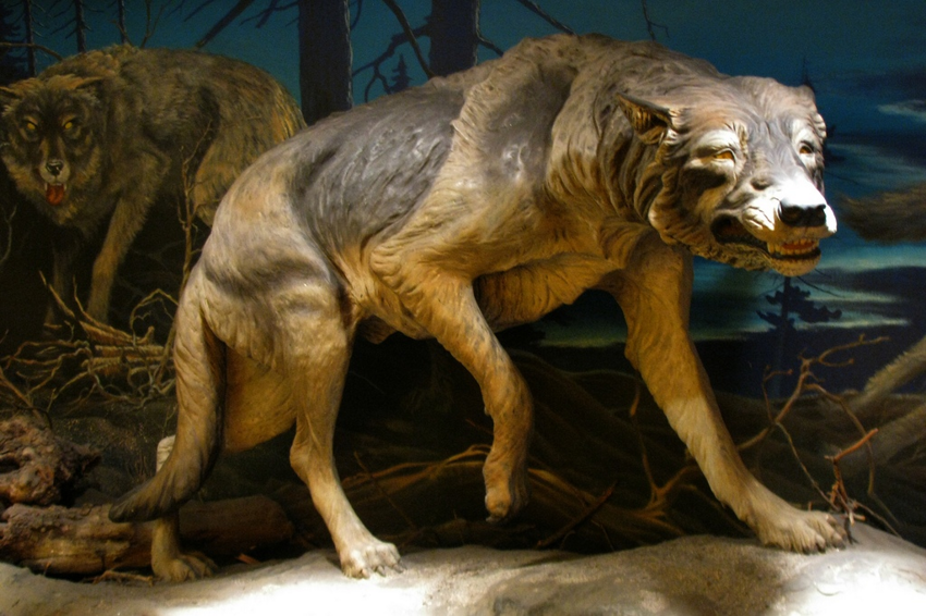 Ужасный волк: Древние огромные волки, какие они были?