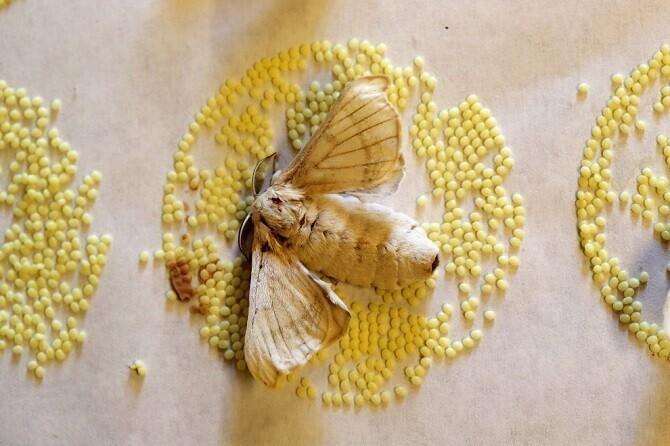 Тутовый шелкопряд и яйца, отложенные бабочкой.