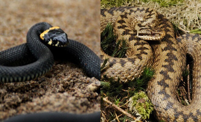 Гадюка или уж: смотрим основные различия двух похожих змей