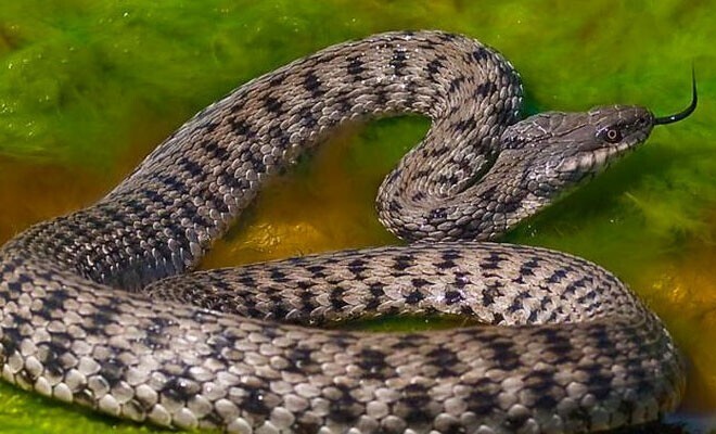 Гадюка или уж: смотрим основные различия двух похожих змей