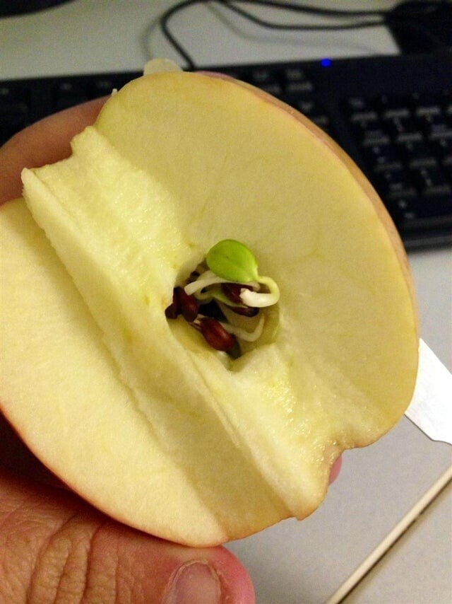 «Этим утром я разрезал яблоко пополам и обнаружил, что внутри него начали прорастать семена»