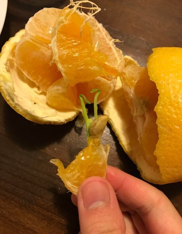 Проросший апельсинчик