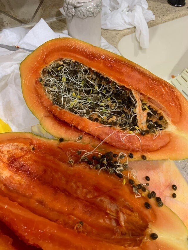Семена папайи не стали дожидаться своего часа