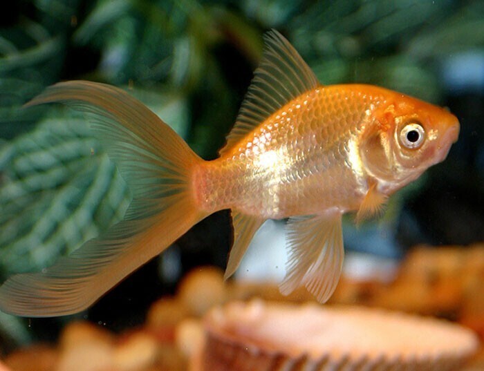 Что помнит золотая рыбка?