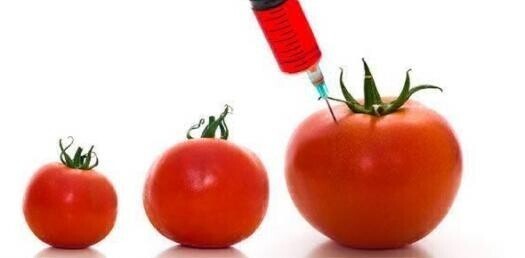 Опасны ли ГМО?
