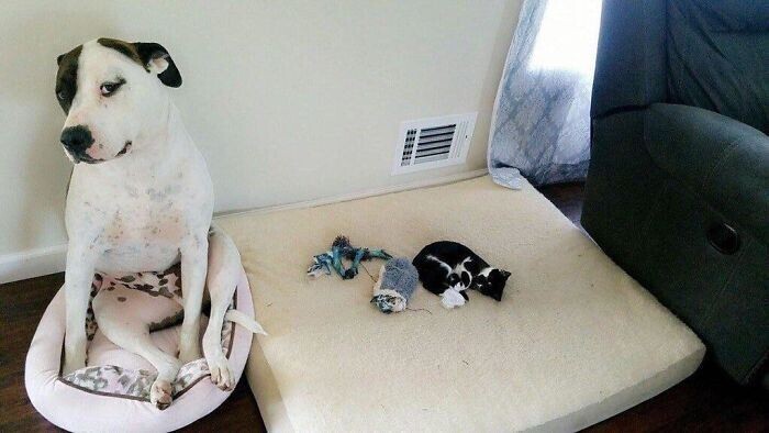 40 уморительных фото, на которых коты показали собакам, кто тут главный