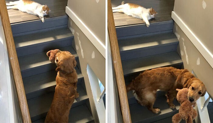 "Когда не можешь пройти наверх, потому что кот тебе не разрешает"