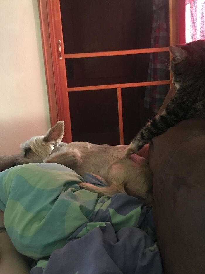 "Наша кошка просто трогает собаку во время сна, чтобы побесить ее"