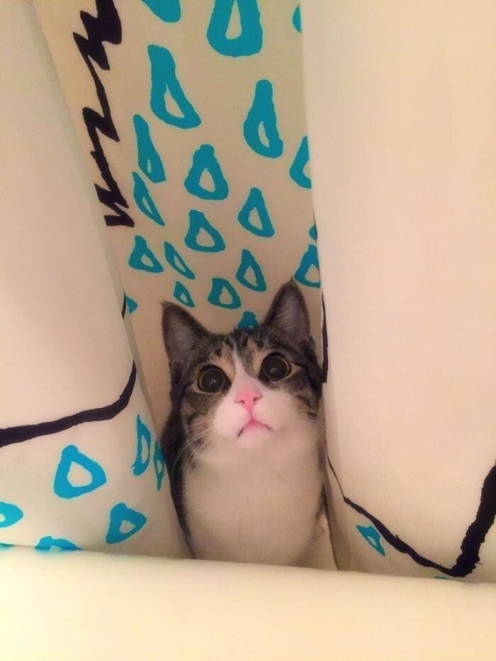 Он любит прятаться в ванной и выпрыгивать, когда ты идешь в туалет