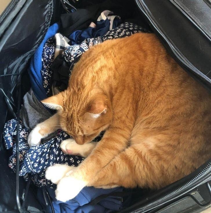 Если оставить открытый пакет, сумку или чемодан, там очень быстро заведется кот
