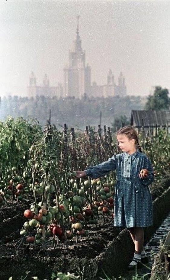 Созрели помидоры в деревне Лужники.  Москва, 1953, Фото Сергей Васин