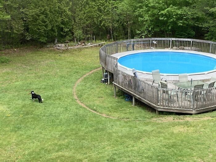 Собака любит бегать вокруг бассейна. К концу сезона это заметно