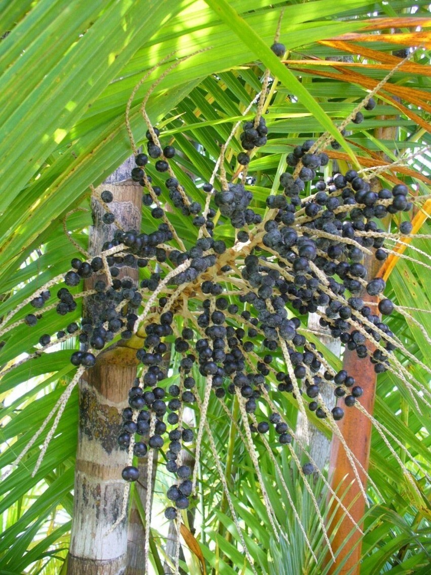 Это модные ягоды асаи -  плоды пальмы Асаи, или Эвтерпа овощная (Euterpe oleracea). Растет в Бразилии