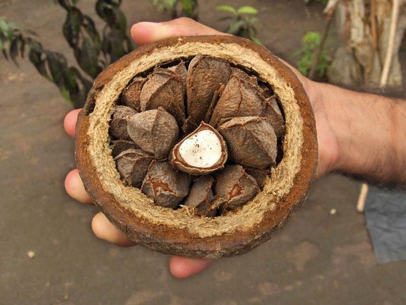 В высоту дерево  достигает 30-45 метров, а диаметр ствола бразильского ореха может быть около двух метров. Это дерево – абсолютный долгожитель. Хотя официально считается, что бартолетия живет только полтысячелетия, бразильцы утверждают, что это дерев