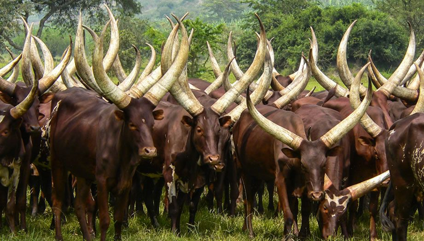 Ватусси: Почему у африканских коров гигантские рога 2,5 метра и весом до 40 кг?