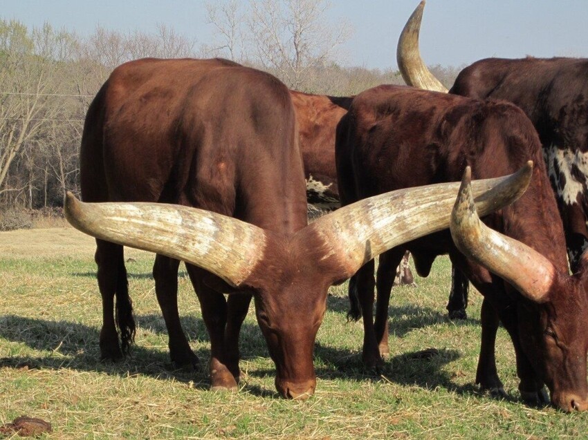 Ватусси: Почему у африканских коров гигантские рога 2,5 метра и весом до 40 кг?