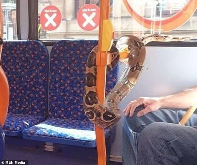 Мужчина проехался в автобусе с огромной змеей на шее