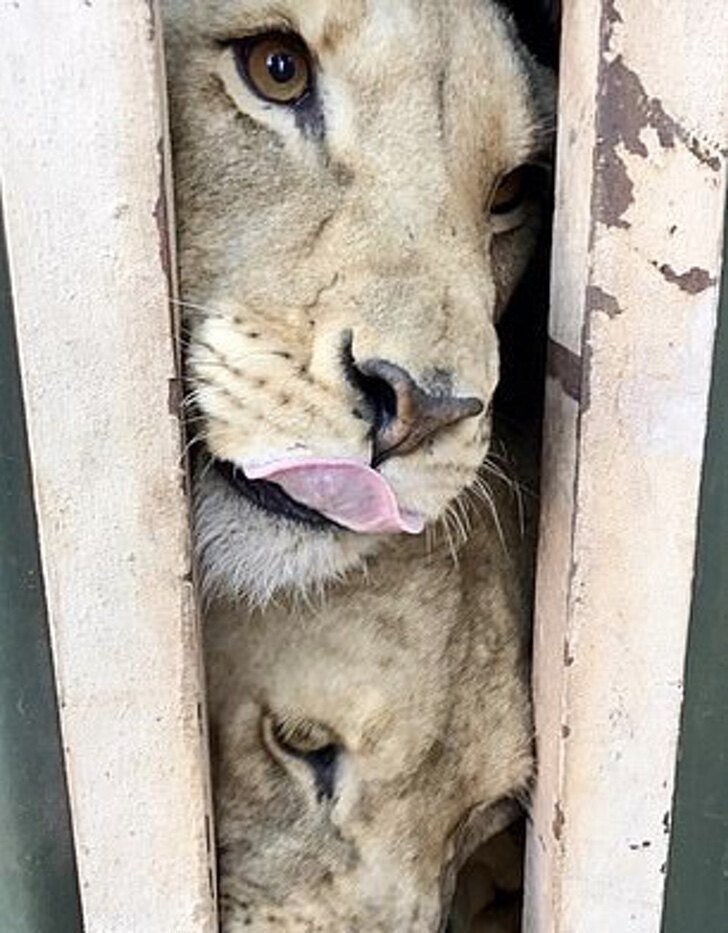 Волонтеры спасли львов, которых выращивали для "консервированной" охоты