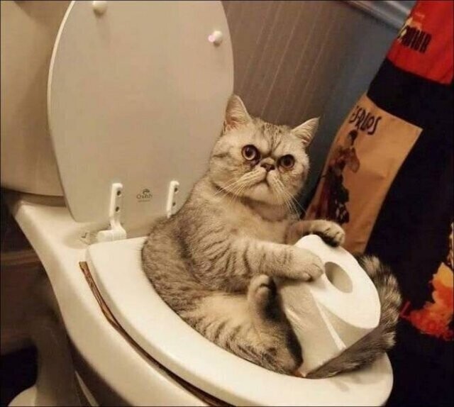 Кошки и туалетная бумага