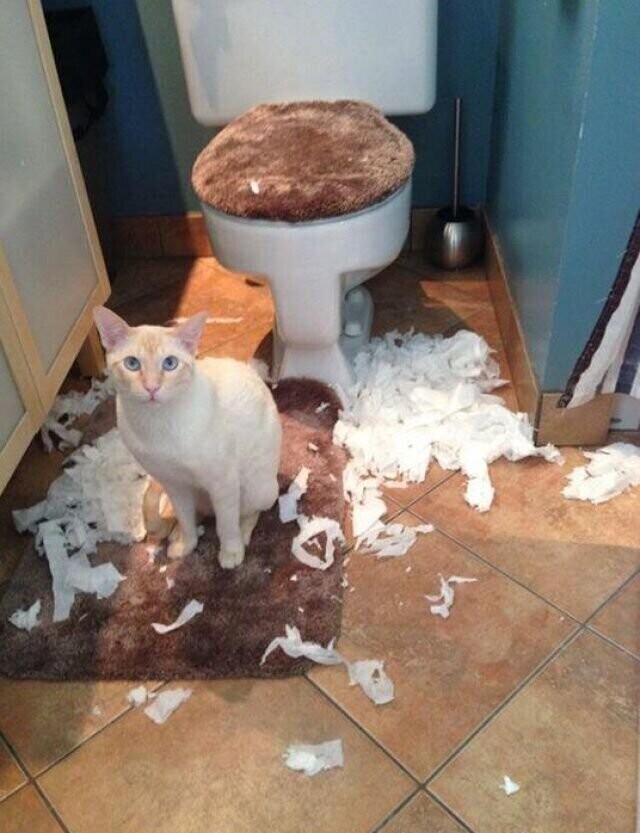 Кошки и туалетная бумага