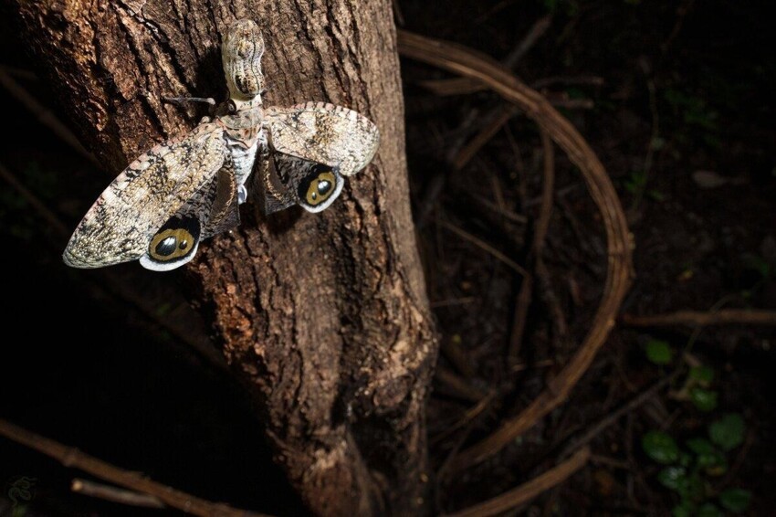 Суринамская фонарница: Галлюцинация с пустой головой. Бабочка, которая соединяет людские сердца!