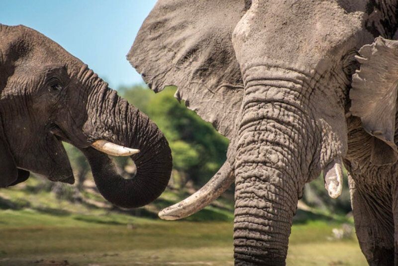 Старые самцы в стаде жизненно важны для слоновьих сообществ