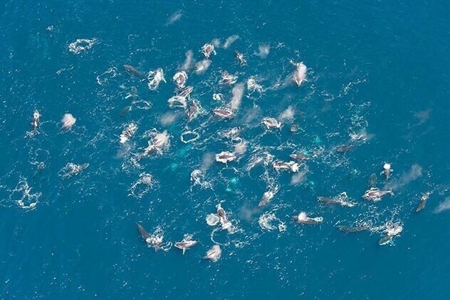 Беспрецедентные скопления китов