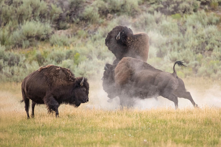 Американский бизон: Живой таран из горы мышц. На что способна супер-корова?