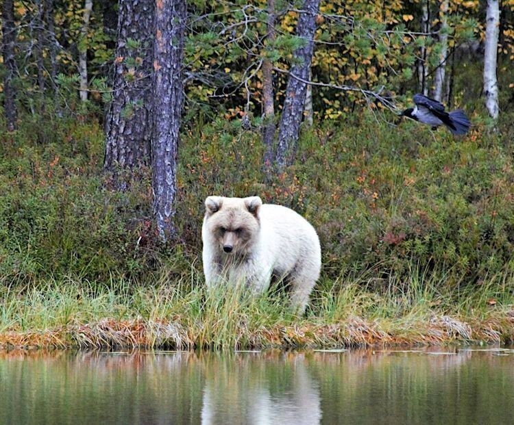 "Я смог сфотографировать белого медведя. Впечатляющее зрелище!"