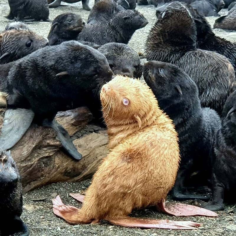 Рыжий тюлень-альбинос, найденный в районе Охотского моря