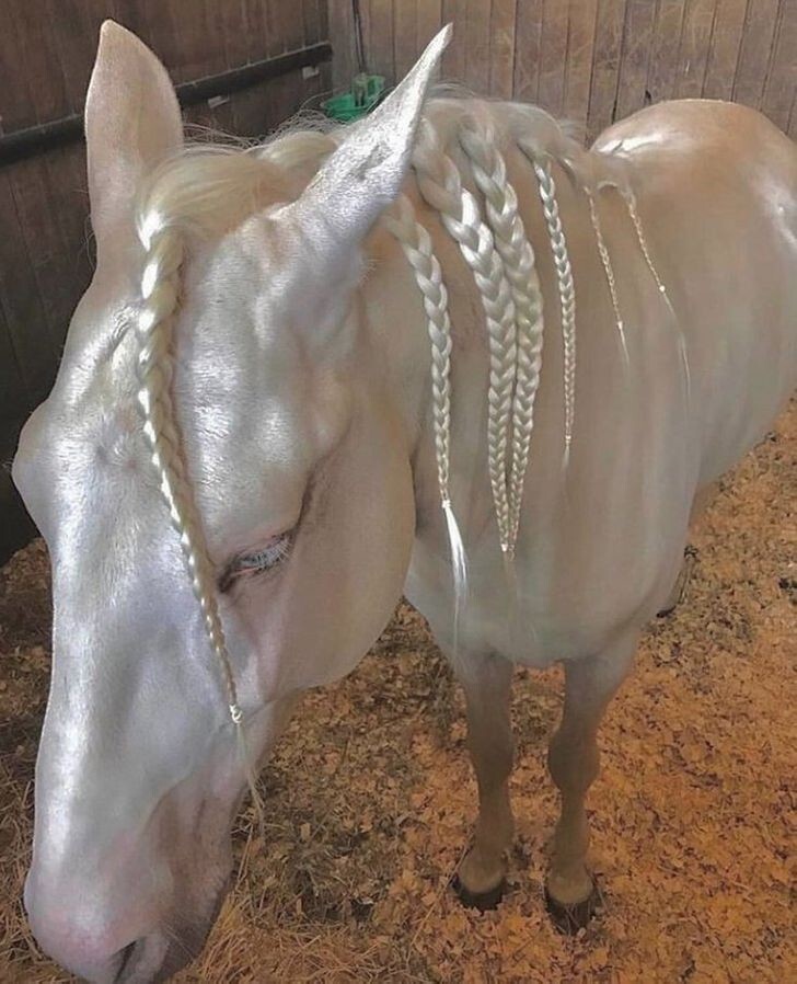 Эта лошадь выглядит просто сказочно