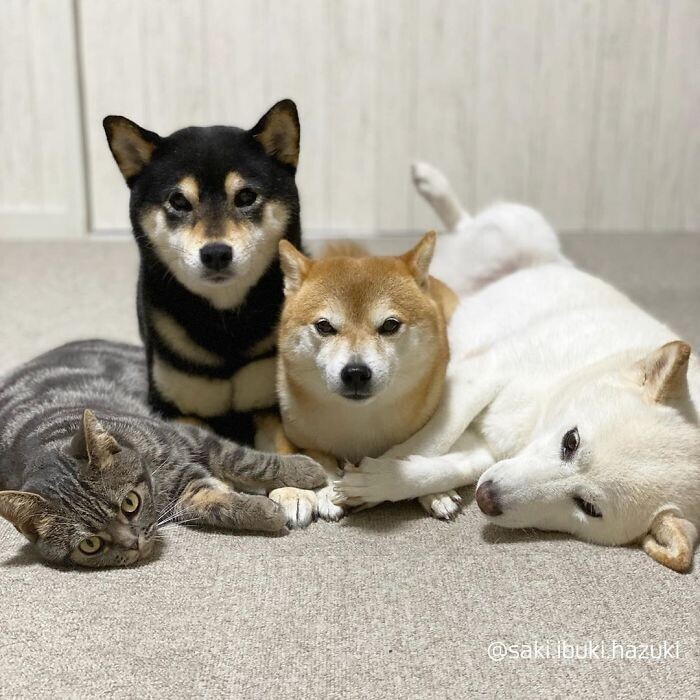 Кот, который прекрасно уживается с собаками