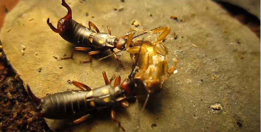 Уховёртка: Хватит путать с двухвосткой! Опасно ли это насекомое, и как оно живёт?