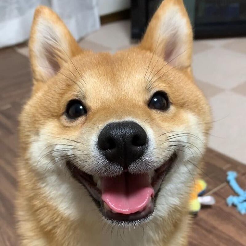 Всегда довольный и улыбчивый пёс Уни