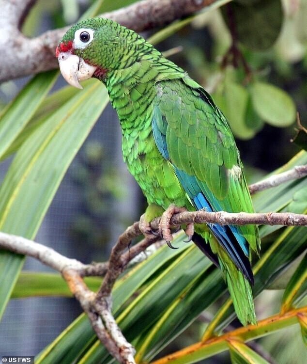 Вымирающие попугаи на Пуэрто-Рико заговорили на неизвестном диалекте