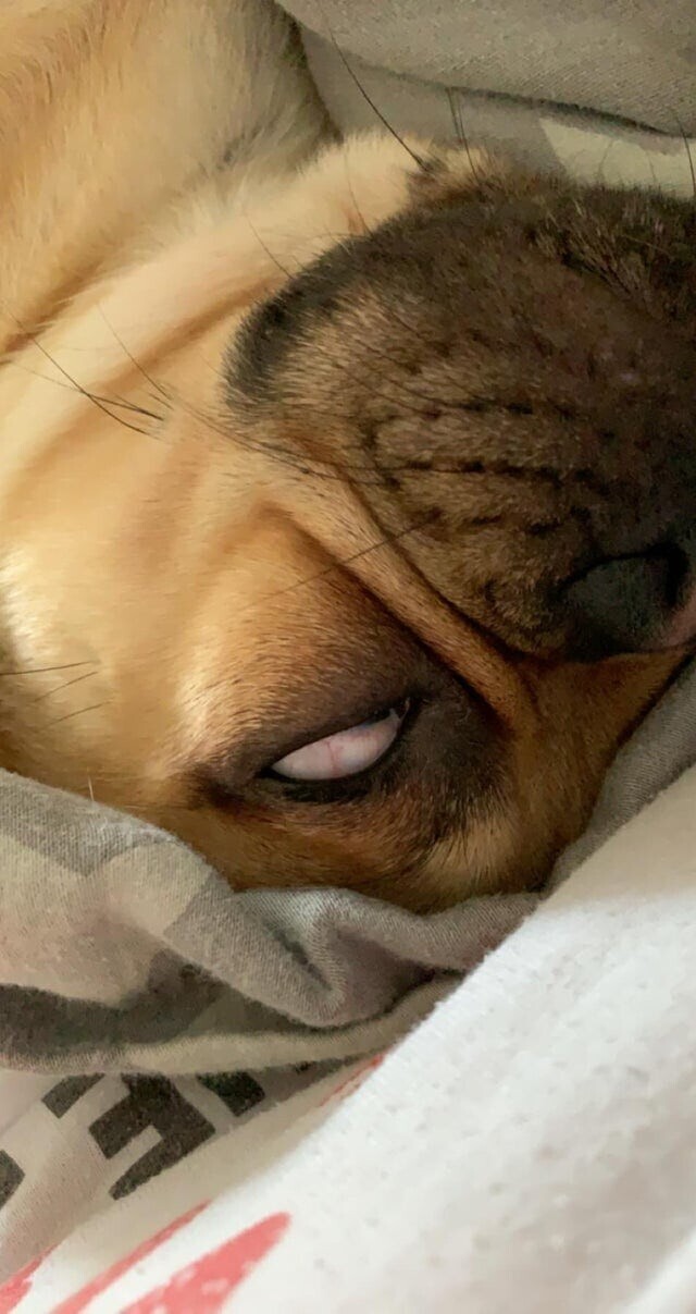 «Моя собака выглядит жутко во время сна»