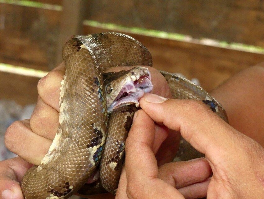 Садовый удав: Заводчики обожают эту змею, хотя она крайне агрессивна. Почему?