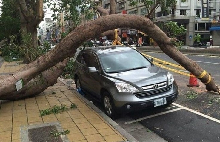 Автомобиль против дерева