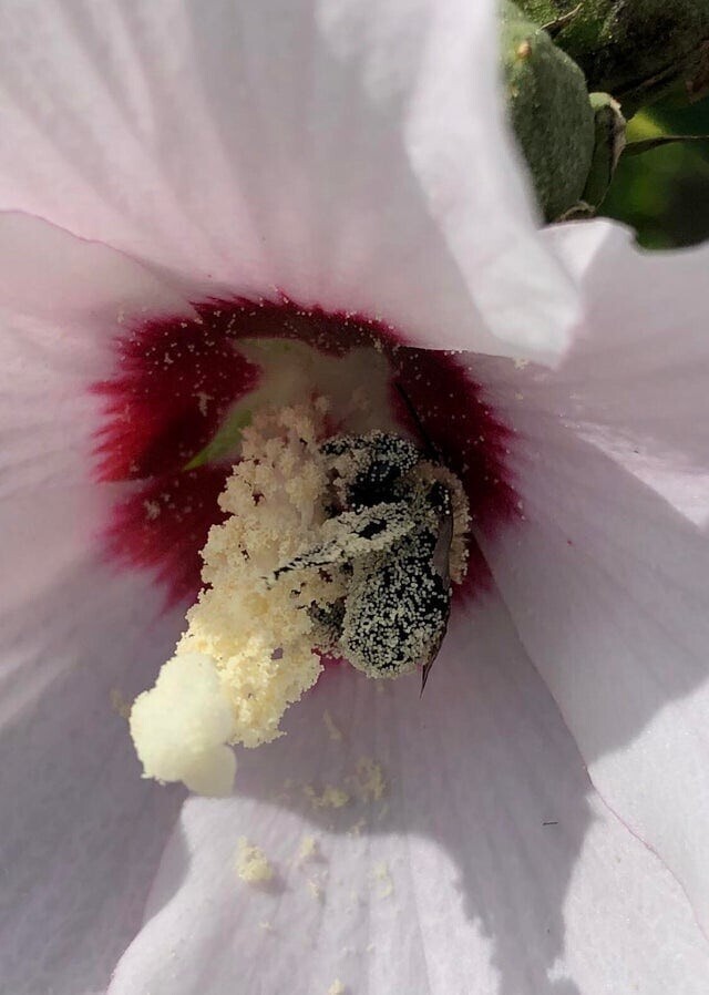 14. Так выглядит пчёлка в пыльце