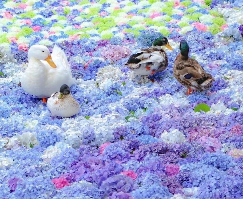 Утки живые, настоящие. Разноцветные цветки гортензии тоже. А кажется, будто нафотошопили все это.