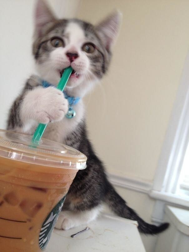  Коты пьют кофе?