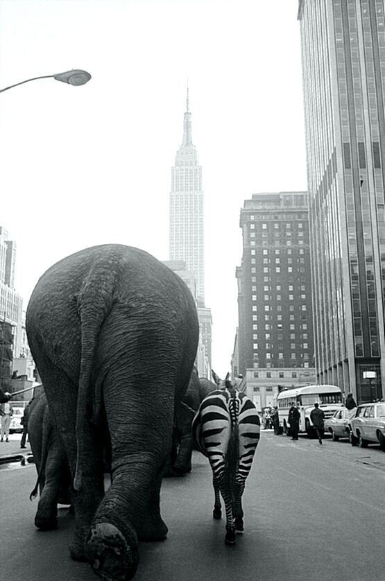 Цирк в городе. Нью-Йорк, 33-я улица. 1968