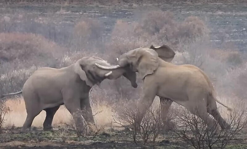 Спи спокойно, здоровяк: последний бой вожака слоновьего стада