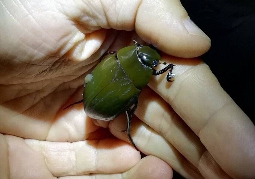 Водолюб: Удивительные приключения отважного жука по ЖКТ лягушек