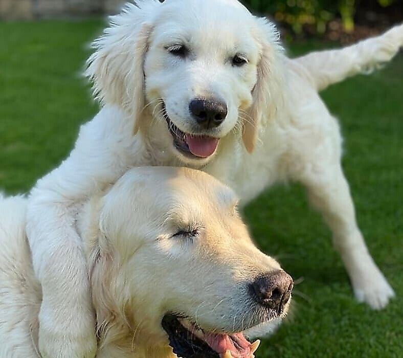 У ослепшего пса появился новый и надежный друг