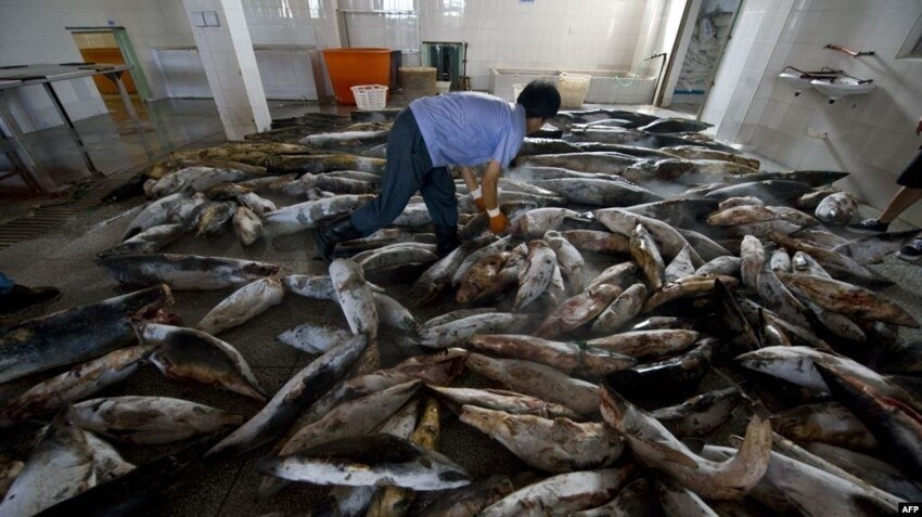 Поймать все живое. Рыболовецкий флот Китая уничтожает Мировой океан