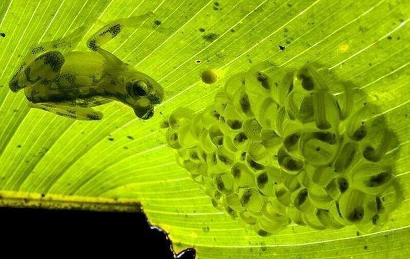 Стеклянная лягушка: Кто плюнул на листик? Невидимки с прозрачным телом